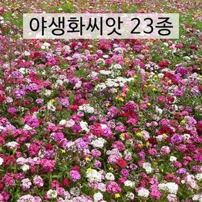 아시아종묘 씨앗 꽃 야생화 1kg 혼합 23종 모음, 1개