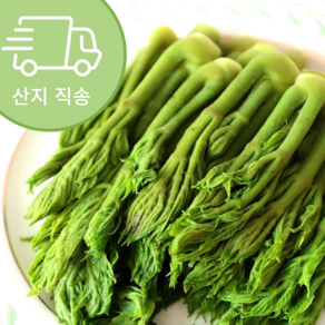 [봄의향긋함] 한정판매 국내농가 산지직송 땅두릅, 1박스, 500g
