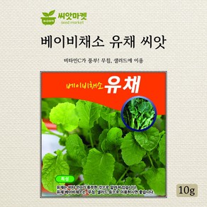 다농 베이비유채 씨앗 10g, 1개