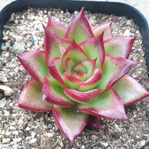 [수암다육] 리오메시 랜덤발송 Echeveria 'Rio Messi' 다육 다육이 다육식물 551 리우메시