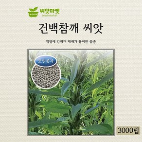 다농 건백참깨 씨앗 3000립, 1개