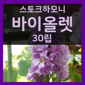 가을파종씨앗 비단향꽃무씨 7월 8월 9월파종 바이올렛 30립 스토크씨