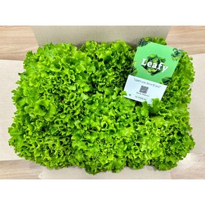 LEAFY 리피 이자벨 1kg 유럽형 샐러드 상추 쌈채소 - 당일수확 당일배송 [무농약 친환경], 1개