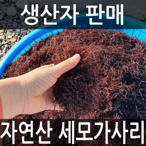 달빛바다수산 자연산 완도 세모가사리