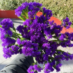 오후의 꽃 생화 스타티스 스타치스 보라색꽃 꽃배달 싼곳 생화택배, 1개, 보라계열 스타티스