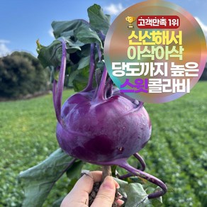 [12브릭스] 달큰아삭 제주 햇 콜라비 특상품 농장 직송 보라 무우, 1개