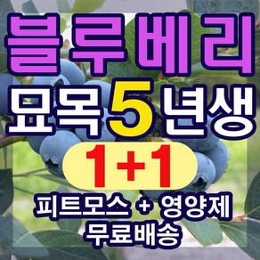 블루베리 묘목 5년생 2그루 (영양제 무료증정), 1개