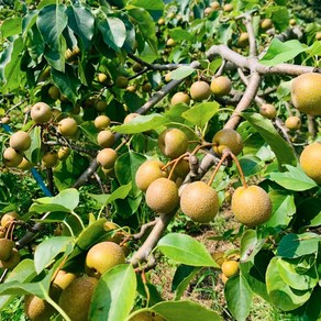 자연산 돌배 토종 산돌배 생 열매 야생 약배, 1개, 5kg