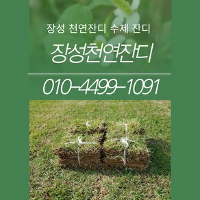 천연잔디 (전남 장성군)(착불)천연잔디 60cm40cm 200장 / 롤잔디.파렛트잔디, 200개