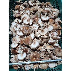 표고버섯 가정용 못난이 실속형 파지, 1개, 2kg
