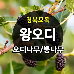 우수한 품종의 나무묘목 유실수 과실수 약용수 조경수 판매중