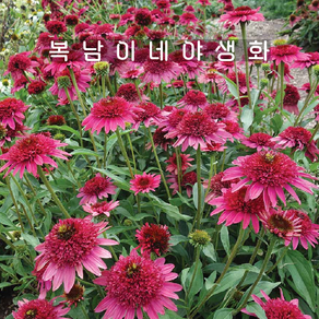 겹에키네시아 기디핑크 [1포트 복남이네야생화 모종 에키나세아 echinacea], 1개