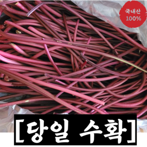 [산지직송] 국내산 당일수확 고구마순 1kg 2kg (잎제거) / 고구마순줄기 고구마순나물 고구마줄기 건고구마줄기 고구마순 건고구마순 고구마줄기