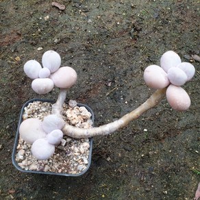 [수암다육] 오비포럼 랜덤발송 Pachyphytum ovifeum 랜덤발송 다육 다육이 다육식물 385 오비페룸 성미인, 1개