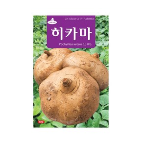 모두다 청농 채소씨 히카마씨 씨앗 히카마(멕시코감자)(50립)