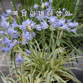 아가판서스 골든드랍 [1개 복남이네야생화 모종 아프리카 백합 agapanthus], 1개
