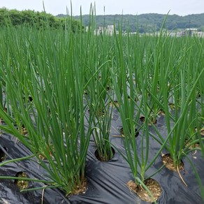 [마트납품] 국내산 충남아산 깐쪽파 산지직송, 1개, 1kg