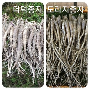 도라지 종자/모종/종묘/종근1kg, 1개