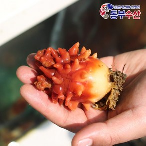 싱싱한 국산 멍게 1kg 멍게회 멍게무침 통영멍게