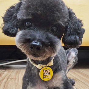 미소펫 가볍고 예쁜 강아지 고양이 일러스트 인식표 글로시 목걸이, 소형, 옐로우