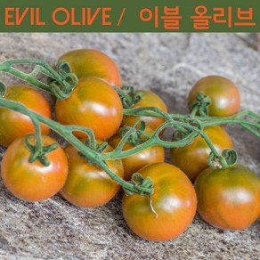 이블 올리브 Evil Olive 달콤하고 희귀토마토 큰방울토마토 씨앗 교육 체험용