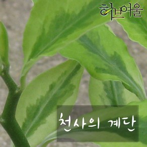 [허브여울다육] 천사의 계단(화운용) 지름 9cm 소품관엽화분, 3개