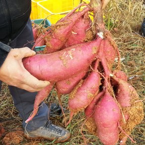 [호천참살이농산] 무안황토 유기농 꿀고구마3kg/5kg/10kg(개당300g이상/특상) 베니하루카 달수고구마, 유기농고구마3kg(300g이상/특상)