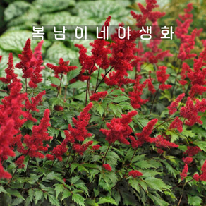 아스틸베 파날 [1포트 복남이네야생화 모종 노루오줌 astilbe], 1개