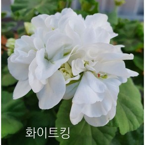 화이트킹 유럽제라늄, 1개