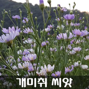 [해피플라워] 야생화 개미취 씨앗 300립 / 봄 여름 가을 파종 꽃씨, 1개