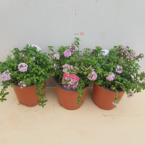 [용이네 화원] 백리향 [2개배송 1+1 무료배송] 10cm 화분 야생화, 2개, 랜덤