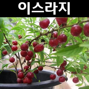 이스라지(산앵두) 나무 묘목 H1.0m 분묘1개/정원수 조경수, 1개