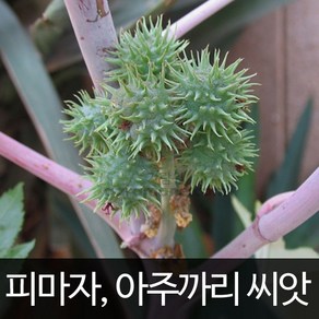 피마자 씨앗 아주까리 종자 약초 약용 채소 50알, 1개