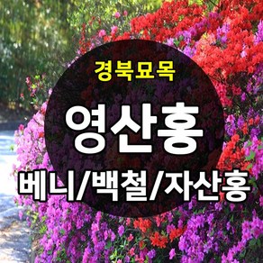 [경북농원] 철쭉 영산홍 연산홍 조경수 (베니/백철/자산홍) 석암철쭉 5주묶음 판매중, 영산홍_백철 5주묶음, 1개