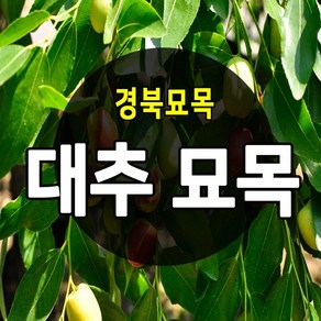 [경북농원] 대추나무묘목 접목 특묘 (왕대추/복조대추/사과대추), 사과대추 접목  2년생 상묘, 1개