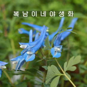 현호색 블루헤론 [1개 복남이네야생화 모종 파란꽃 코리달리스 coydalis ], 1개