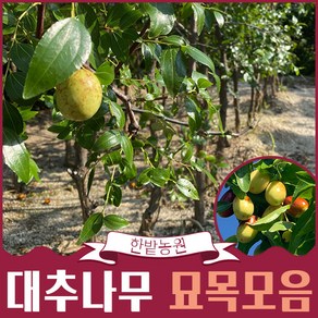 대추나무 묘목 사과대추 묘목 6년생 (결실주) 특대품, 사과대추(다왕좌오) 7년생, 1개