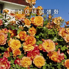 줄장미 사하라 [1포트 복남이네야생화 모종 덩굴장미 로즈 ose sahaa], 1개
