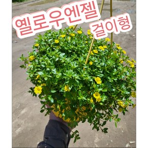 옐로우엔젤 걸이형/노란꽃이 예쁘게핀 순둥이 옐로우엔젤, 1개