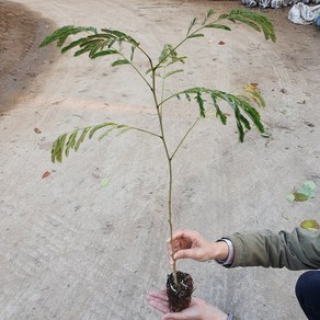 충청농원 자귀나무 묘목 수고 약60cm 포트묘, 포트묘 수고 약60cm, 1개