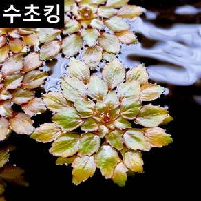 수초킹 루드위지아 세디올데스 / 다이아몬드를 닮은 부상수초 구피키우기 어항꾸미기, 1개