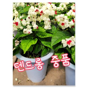 덴드롱 중품 0030 특랜덤 공기정화식물/미세먼지/공기정화효과 공기정화식물, 1개