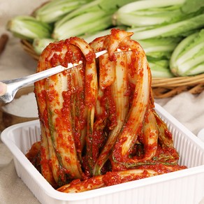 셰프애찬 박셰프 얼갈이 통 김치 정성가득 겉절이 별미김치 맛김치