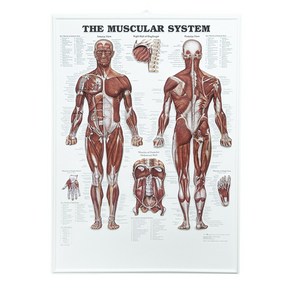 현대교역 인체구조도 입체단면도 근육구조도 인체단면도 근육단면도 병원 피부관리실 한의원 - 한국, 인체근육입체단면도, 1개, 1개입