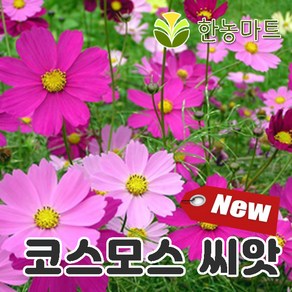 코스모스 씨앗 1kg - 야생화 씨앗몰, 1개