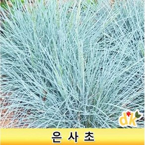 들꽃닷컴]야생화 은사초 4치포트모종 _노지월동식물 조경소재 용, 10개