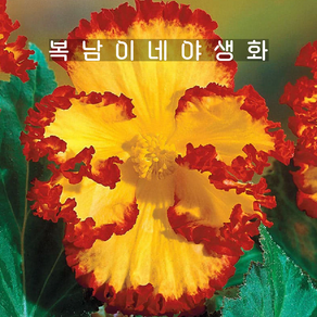구근 베고니아 캉캉옐로우 [2구 복남이네야생화 begonia], 2개