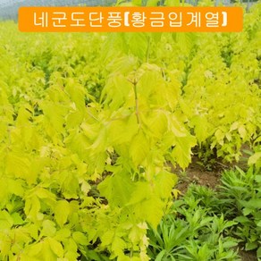 같이가치농원 신품종 단풍나무 묘목 황금잎 (네군도단풍) 5치 화분묘, 1개