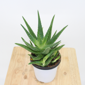 [골든플랜트] 알로에[Aloe ssp} 선인장 소품 다육이과식물 반려식물 실내공기정화식물, 1개