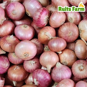 [루츠팜] 미얀마 샬롯 1kg 샬럿 험댕 미니양파 shallot 모충, 1개
